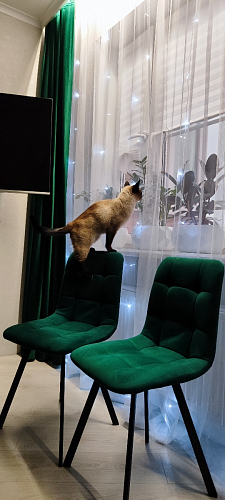 Стул на металлокаркасе Чилли К светло-серый велюр / черный каркас фото покупателя 413