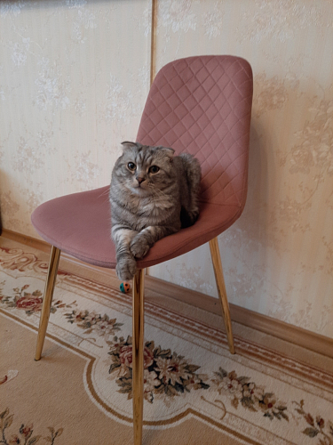 Стул на металлокаркасе Dabl 01 champagne / gold фото покупателя 97