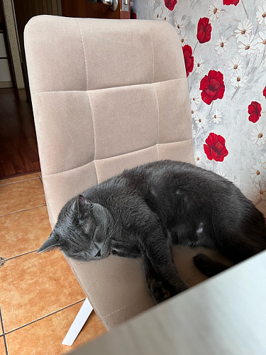 Стул на металлокаркасе Чилли бирюзовый / черный фото покупателя 1100