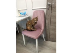 Стул на металлокаркасе Kora green / black фото покупателя 187