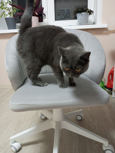 Компьютерное кресло Пард изумрудный фото покупателя 219