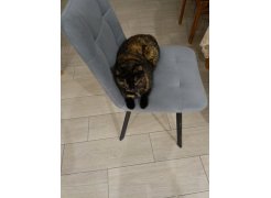 Стул на металлокаркасе Чилли синяя ткань / белый фото покупателя 526