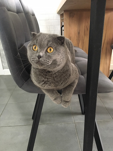 Стул на металлокаркасе Чилли бирюзовый / черный фото покупателя 1001