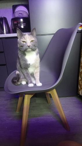 Деревянный стул Bonuss light gray / wood фото покупателя 12