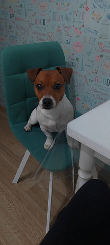 Комплект стульев Чилли 4 шт темно-серый / черный фото покупателя 56