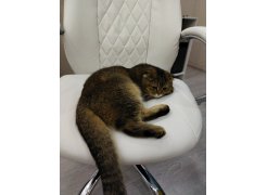 Компьютерное кресло Aragon белое фото покупателя 87