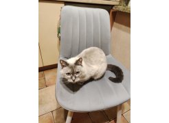 Стул на металлокаркасе Бриджеш velutto 52 / белый фото покупателя 1