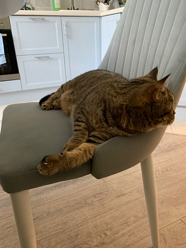 Стул на металлокаркасе Kora white / gray фото покупателя 252