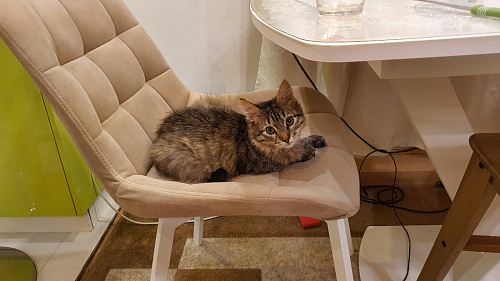 Стул на металлокаркасе Челси бирюзовый / черный фото покупателя 10