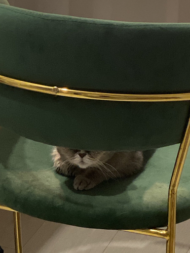 Стул на металлокаркасе Kamelia светло-фиолетовый / золотой фото покупателя 68