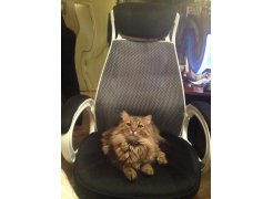 Компьютерное кресло Burgos черное фото покупателя 17