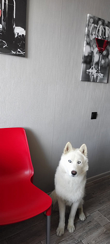 Стул на металлокаркасе Genius/Джениус оранжевый / черный 1 шт фото покупателя 3