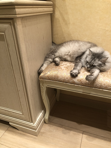 Банкетка  Валентино орех / бежевый фото покупателя 5