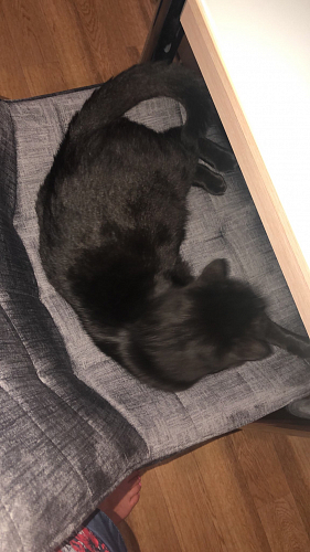 Стул Hagen темно-серый фото покупателя 2