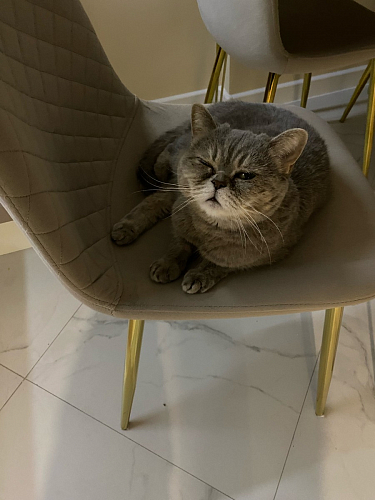 Стул на металлокаркасе Dabl wine red фото покупателя 157