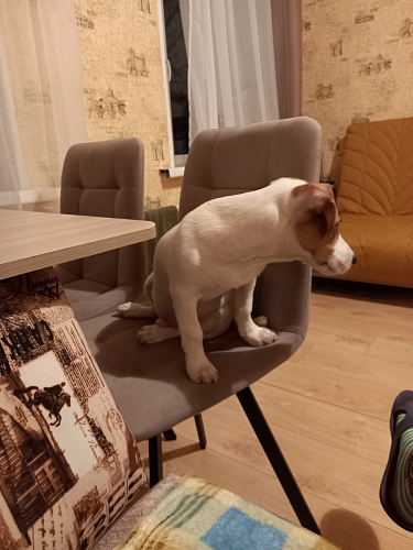 Комплект стульев Чилли 2 шт бежевый / черный фото покупателя 1095