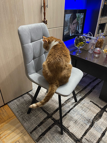 Стул на металлокаркасе Чилли К кирпичный / черный фото покупателя 68