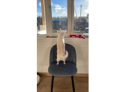 Стул на металлокаркасе Gabi 1 бежевый / черный с серебряными наконечниками фото покупателя 318