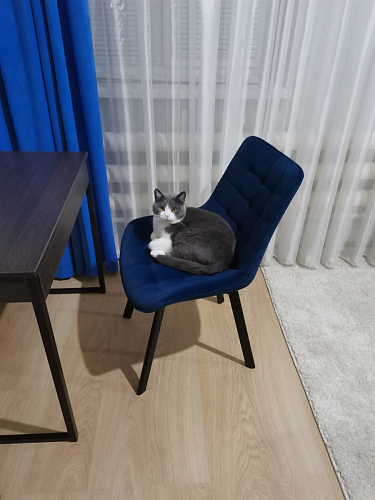 Стул на металлокаркасе Hagen dark blue фото покупателя 2