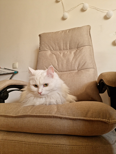 Компьютерное кресло Rapid серое фото покупателя 41