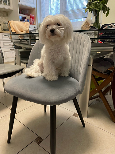 Стул на металлокаркасе Gabi 1 light purple / black фото покупателя 915