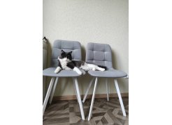 Стул на металлокаркасе Чилли горчичный / белый фото покупателя 447