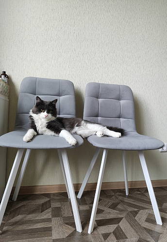 Комплект стульев Чилли 2 шт бежевый / черный фото покупателя 447