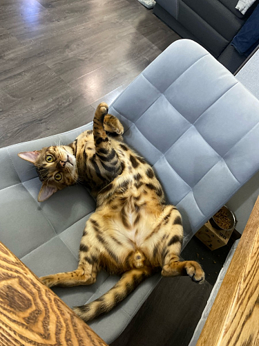 Стул на металлокаркасе Челси велюр коричневый / черный каркас фото покупателя 6