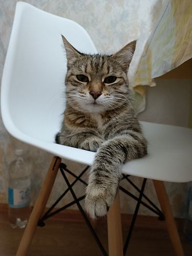 Стул Eames PC-015 yellow фото покупателя 42