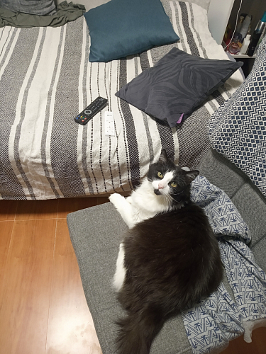 Стул Madina white / fabric pebble фото покупателя 4