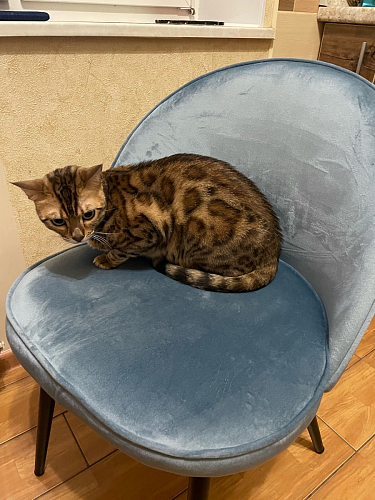 Стул Dodo бежевый фото покупателя 12