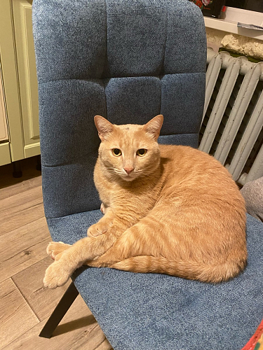 Стул Bruk синий фото покупателя 1