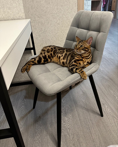 Стул на металлокаркасе Челси бежевый / белый каркас фото покупателя 38