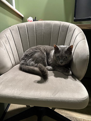 Компьютерное кресло Пард экокожа белый фото покупателя 181