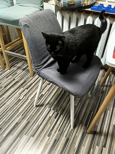 Стул на металлокаркасе Седа 360 К латте (velutto 08) / белый фото покупателя 289