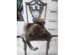 Кресло Mengen cappuccino / brown dot фото покупателя 4