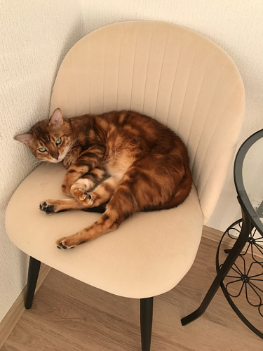 Стул на металлокаркасе Gabi 1 темно-серый / черный фото покупателя 26