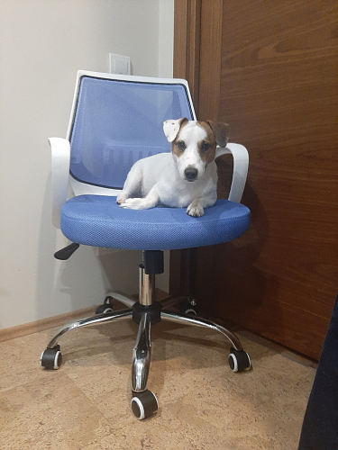 Компьютерное кресло Ergoplus белое / розовое фото покупателя 1