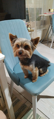 Стул на металлокаркасе Kora black / gray фото покупателя 95