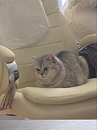 Компьютерное кресло Tomar коричневое фото покупателя 83