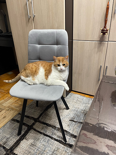 Стул на металлокаркасе Чилли зеленый / белый каркас фото покупателя 67