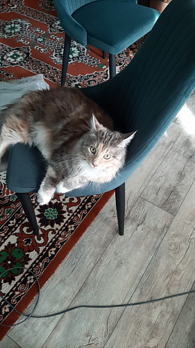 Стул Kora gray фото покупателя 23