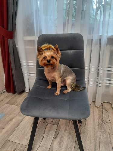 Стул на металлокаркасе Чилли бирюзовый / черный фото покупателя 731