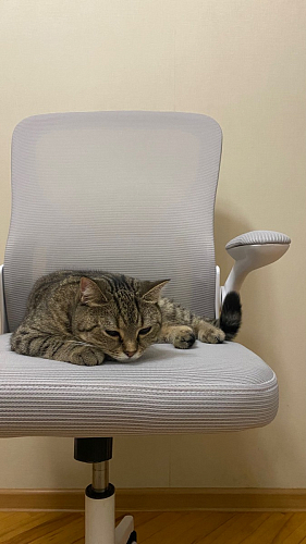 Компьютерное кресло Konfi gray / blue / white фото покупателя 232