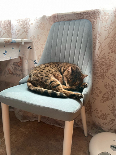 Стул на металлокаркасе Kora dark gray / black фото покупателя 279