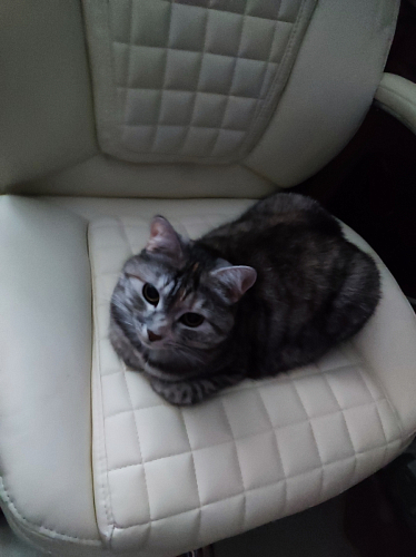 Компьютерное кресло Herd cream фото покупателя 137