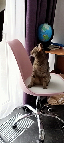 Компьютерное кресло Kolin gray fabric фото покупателя 5