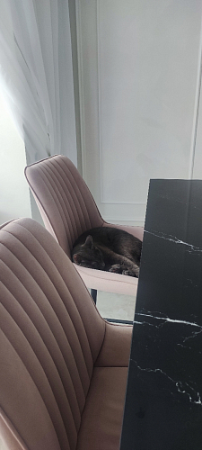 Стул на металлокаркасе Седа К латте / черный фото покупателя 337